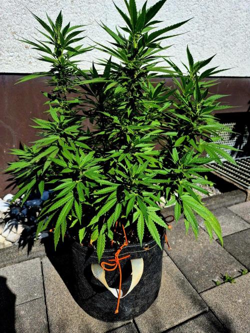 Blue Zushi Dutch Passion. Week 11