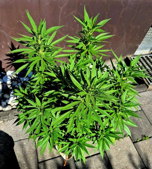 Blue Zushi Dutch Passion. Week 11