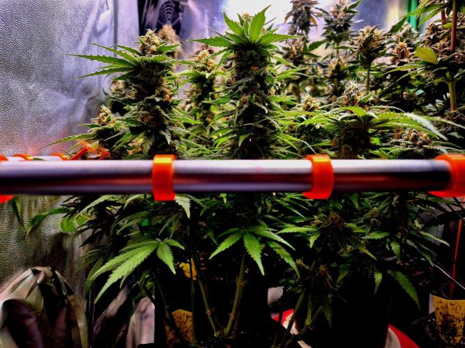 Wedding Cake (CCG) Sensible Seeds. Week 10
