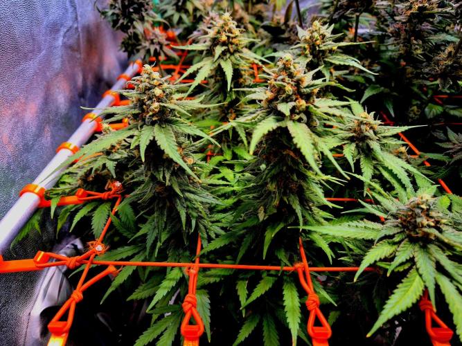 Wedding Cake (CCG) Sensible Seeds. Week 10