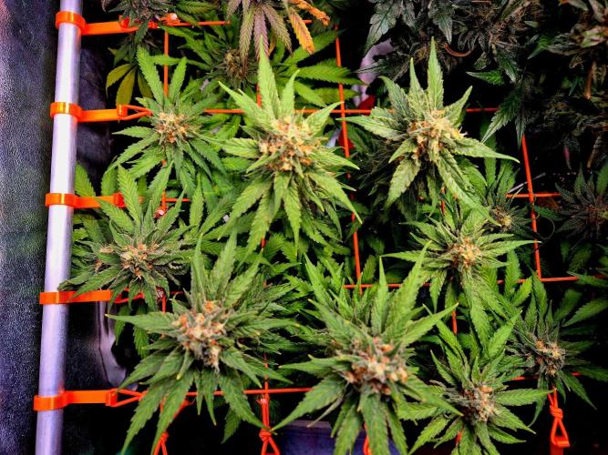 Wedding Cake (CCG) Sensible Seeds. Week 10