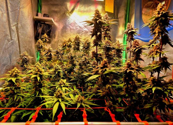 Wedding Cake (CCG) Sensible Seeds. Week 10