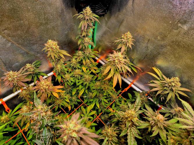 Pink Rozay Original Sensible Seeds. Week 10