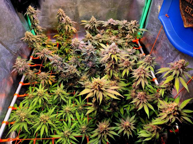Pink Rozay Original Sensible Seeds. Week 10