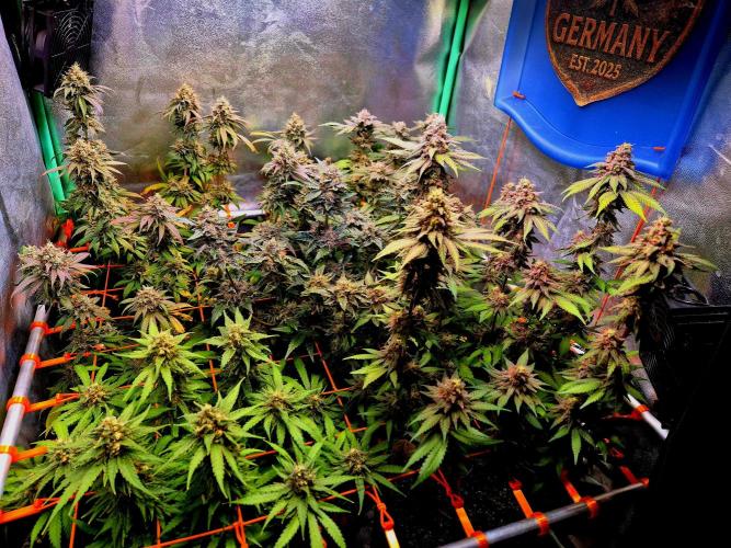 Pink Rozay Original Sensible Seeds. Week 10