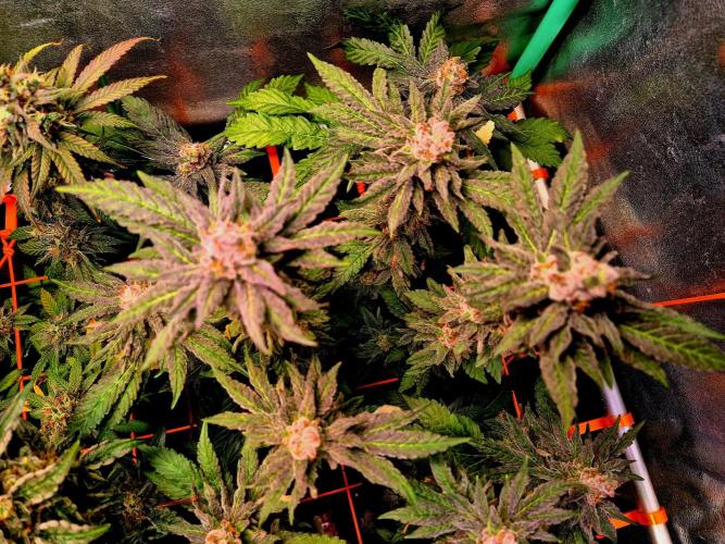 Papaya Stank (Elfi). Week 10