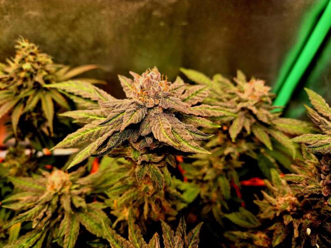 Papaya Stank (Elfi). Week 10