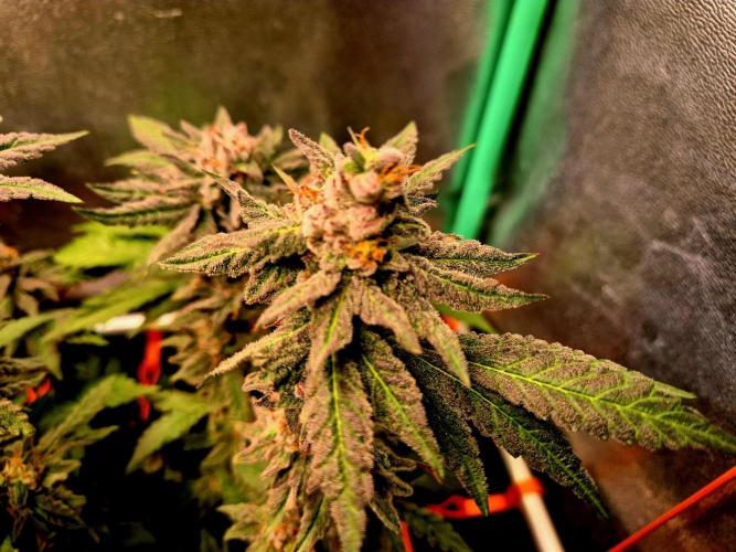Papaya Stank (Elfi). Week 10