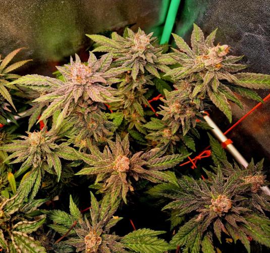 Papaya Stank (Elfi). Week 10