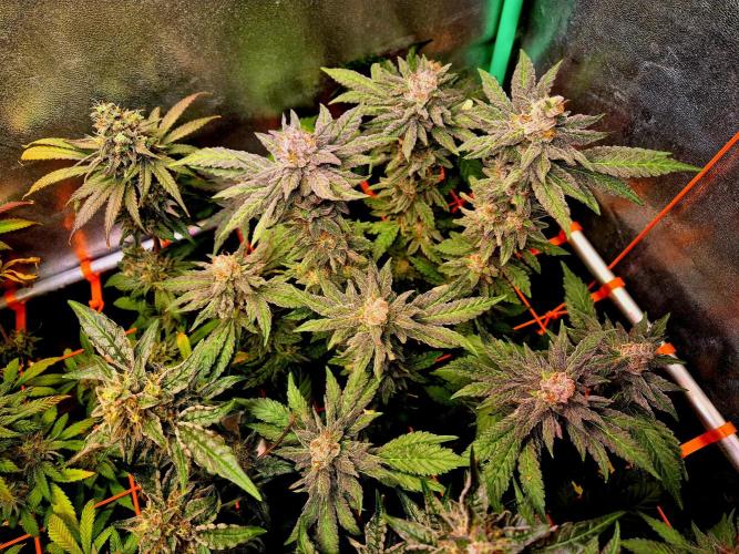 Papaya Stank (Elfi). Week 10
