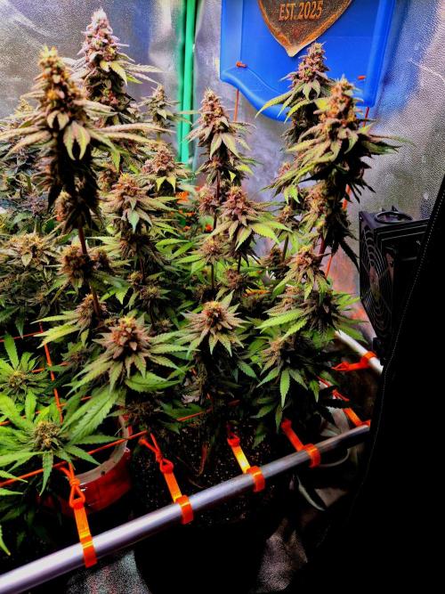 Purple overload (CCG) Sensible Seeds. Week 10