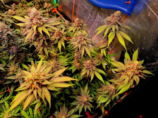 Purple overload (CCG) Sensible Seeds. Week 10