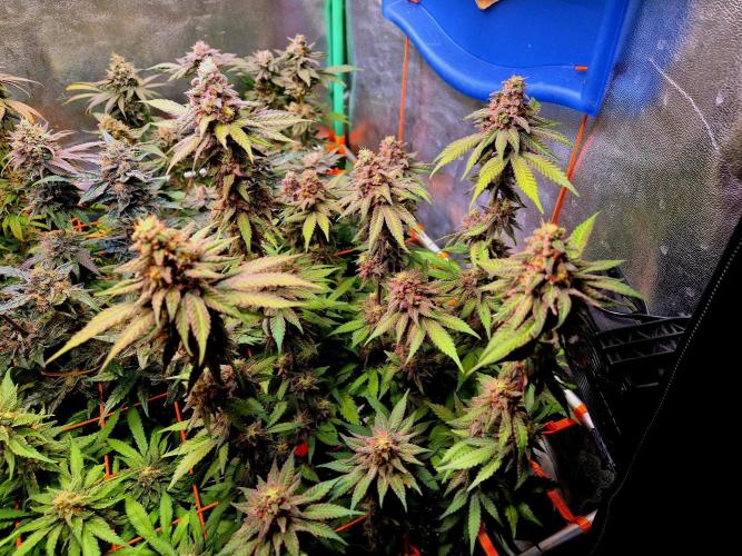 Purple overload (CCG) Sensible Seeds. Week 10