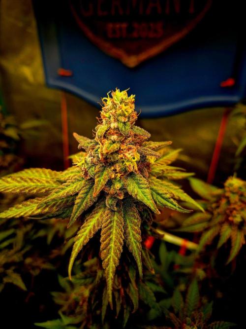 Purple overload (CCG) Sensible Seeds. Week 14