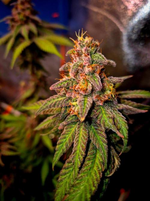 Purple overload (CCG) Sensible Seeds. Week 14