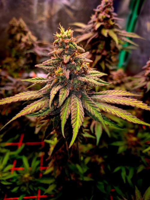 Purple overload (CCG) Sensible Seeds. Week 14