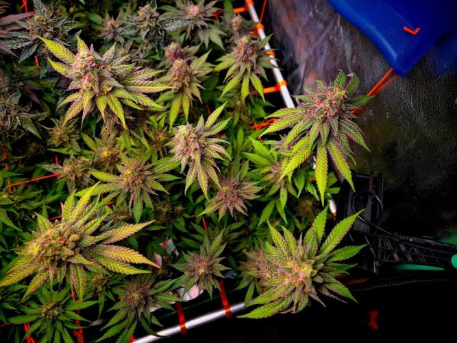 Purple overload (CCG) Sensible Seeds. Week 14