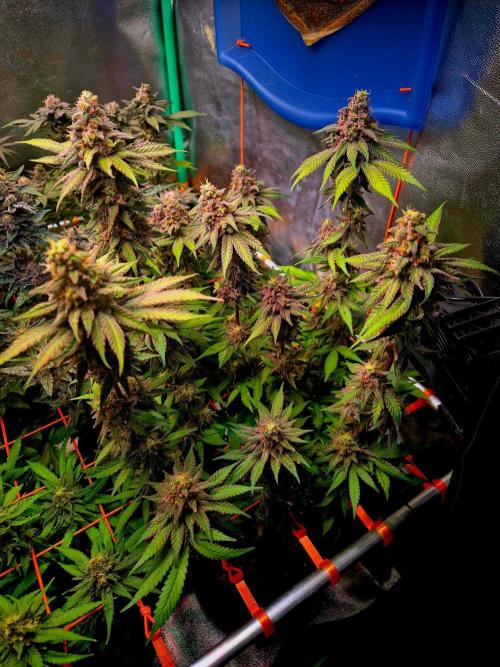 Purple overload (CCG) Sensible Seeds. Week 14
