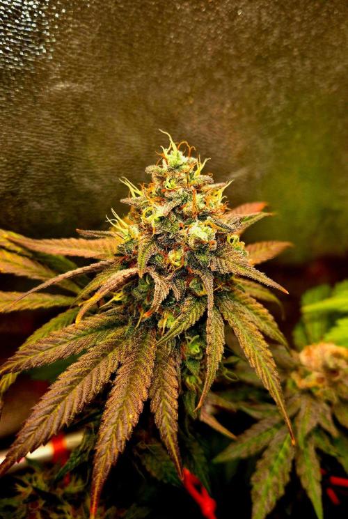 Pink Rozay Original Sensible Seeds. Week 14