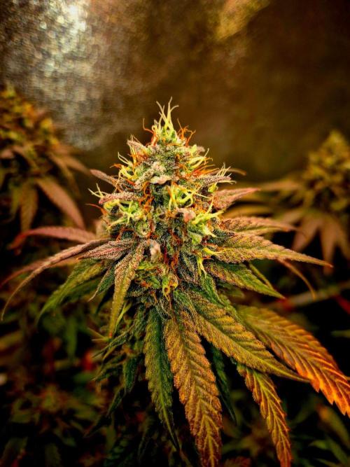 Pink Rozay Original Sensible Seeds. Week 14