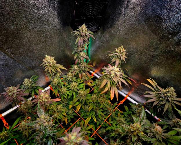 Pink Rozay Original Sensible Seeds. Week 14