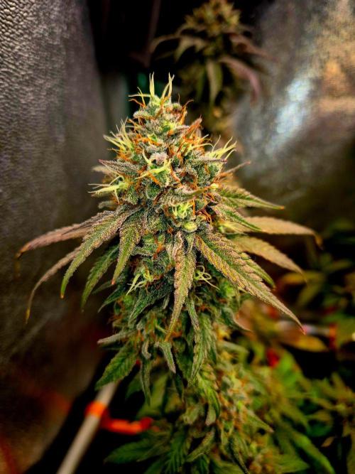 Pink Rozay Original Sensible Seeds. Week 14