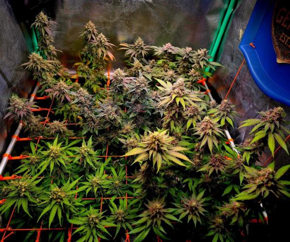 Pink Rozay Original Sensible Seeds. Week 14