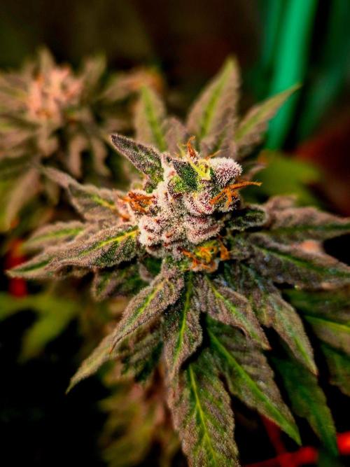 Papaya Stank (Elfi). Week 14