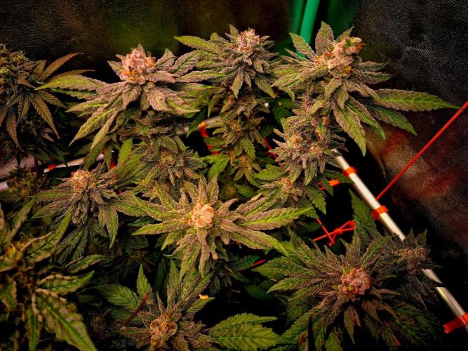 Papaya Stank (Elfi). Week 14
