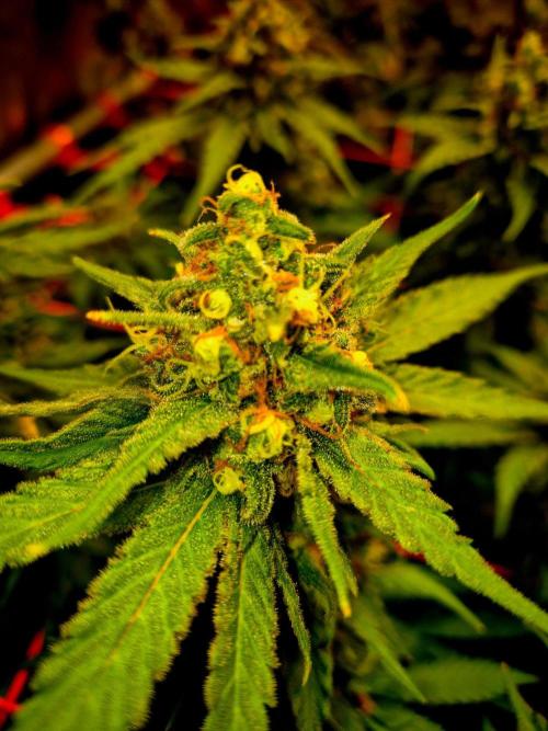 Wedding Cake (CCG) Sensible Seeds. Week 14