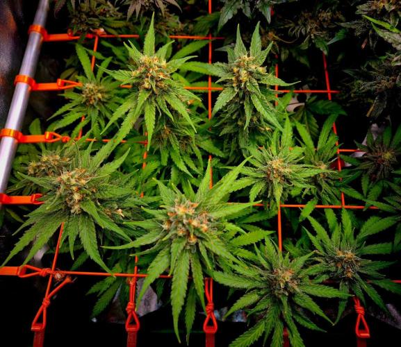 Wedding Cake (CCG) Sensible Seeds. Week 14