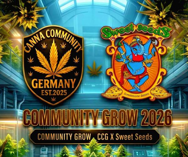 Mental Rainbow (CCG) Sweet Seeds. Week 11
