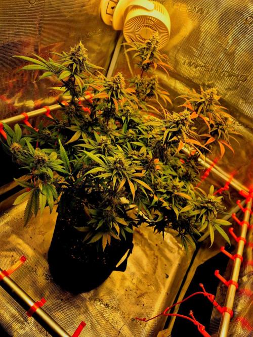 Mental Rainbow (CCG) Sweet Seeds. Week 11