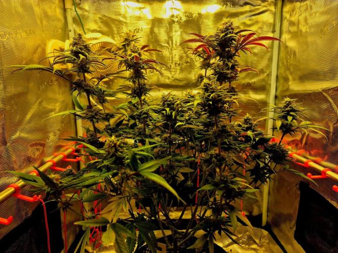 Mental Rainbow (CCG) Sweet Seeds. Week 11