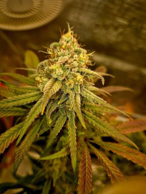Mental Rainbow (CCG) Sweet Seeds. Week 11
