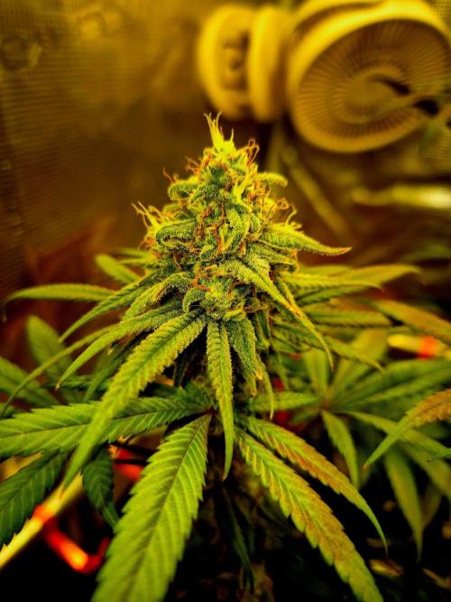 Mental Rainbow (CCG) Sweet Seeds. Week 11