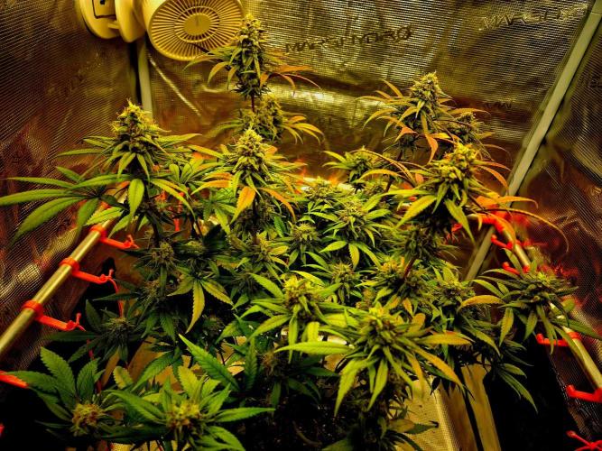 Mental Rainbow (CCG) Sweet Seeds. Week 11