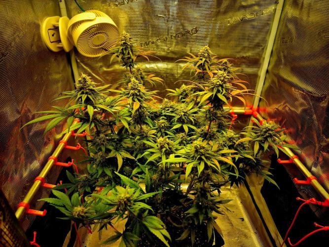 Mental Rainbow (CCG) Sweet Seeds. Week 11