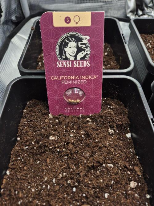 California Indica (CCG) Sensi-Seeds. Week 0