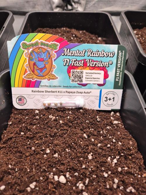 Mental Rainbow (CCG) Sweet Seeds. Week 0