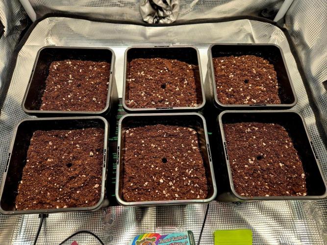 Mental Rainbow (CCG) Sweet Seeds. Week 0
