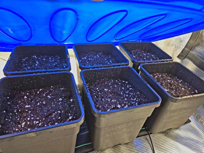 Mental Rainbow (CCG) Sweet Seeds. Week 0