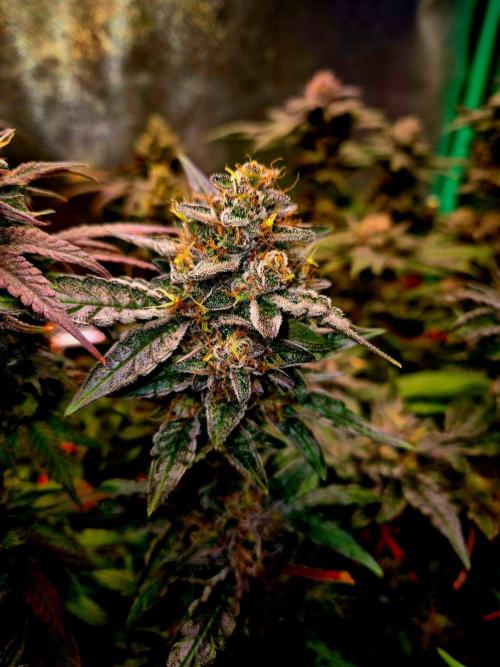 GG4 Sherbet FF. Week 10