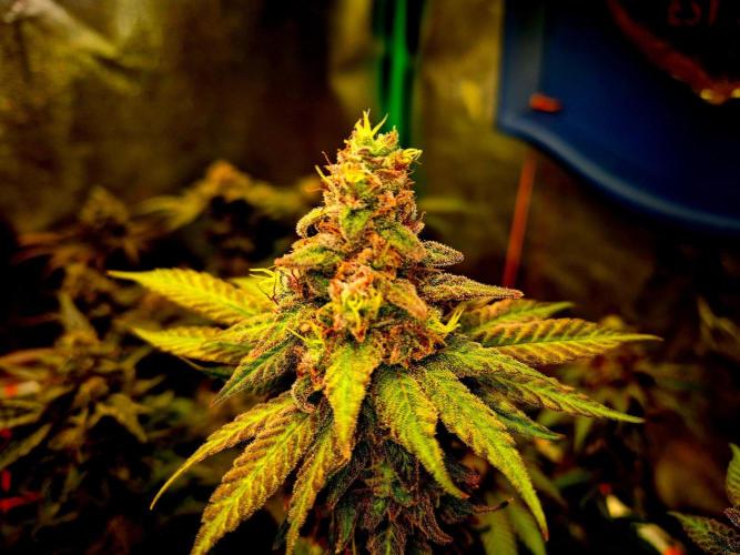 Purple overload (CCG) Sensible Seeds. Week 14