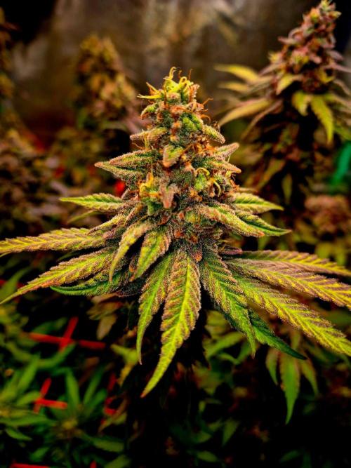 Purple overload (CCG) Sensible Seeds. Week 14