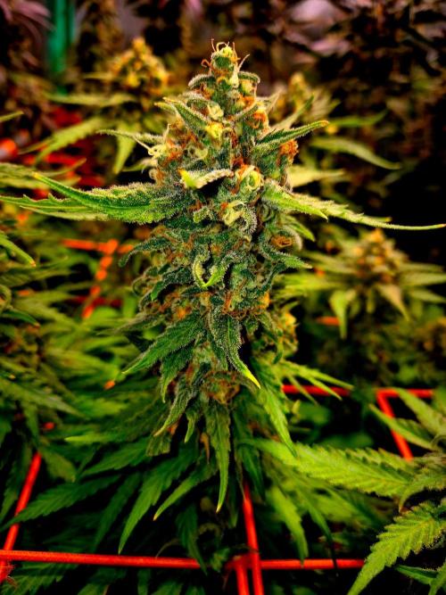 Wedding Cake. Week 14