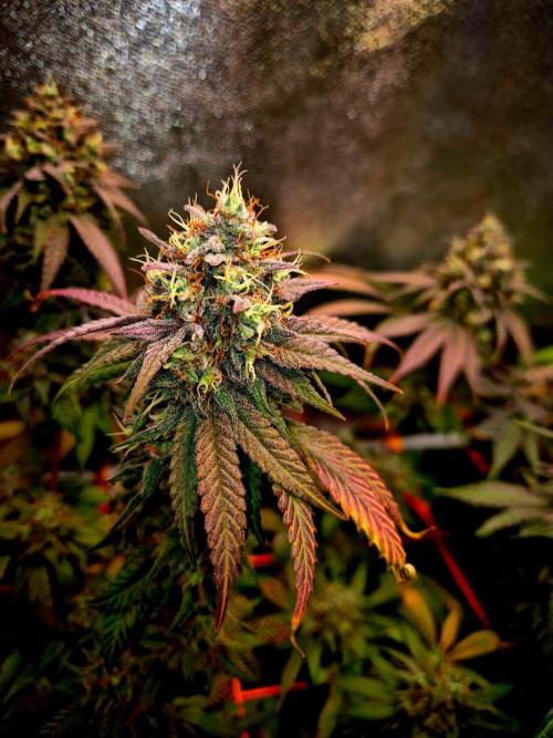 Pink Rozay Original Sensible Seeds. Week 14