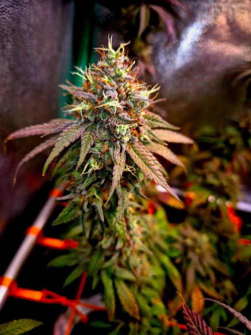 Pink Rozay Original Sensible Seeds. Week 14