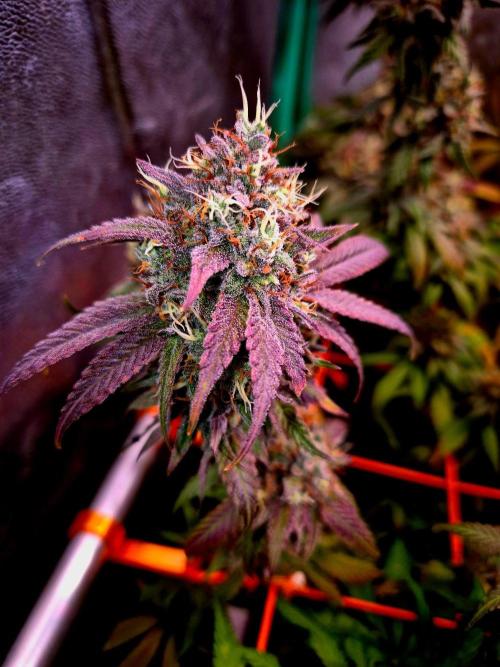 Pink Rozay Original Sensible Seeds. Week 14