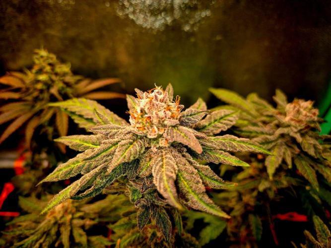 Papaya Stank (Elfi). Week 14